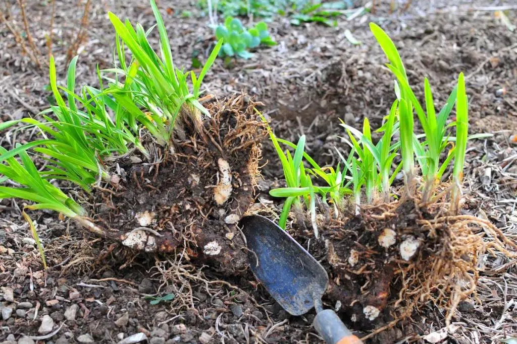 transplanter un Agapanthus